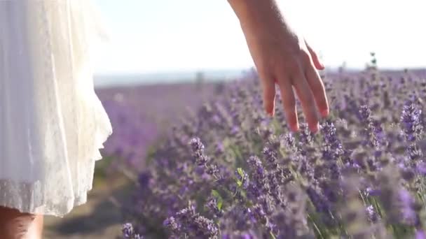 Pôr do sol sobre um campo de lavanda violeta ao ar livre — Vídeo de Stock