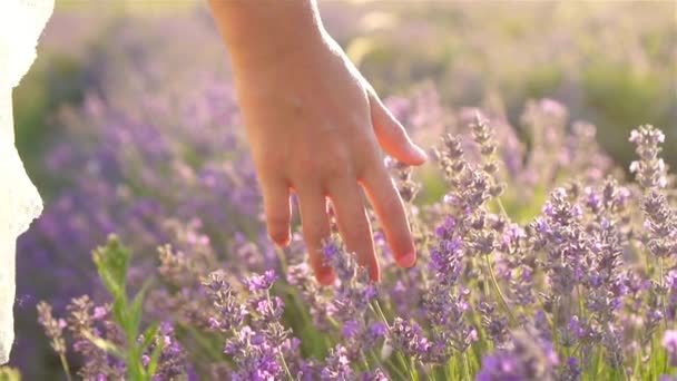 Pôr do sol sobre um campo de lavanda violeta ao ar livre — Vídeo de Stock