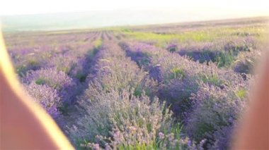 Lavanta çiçekli kızlar gün batımında beyaz elbiseyle tarlada