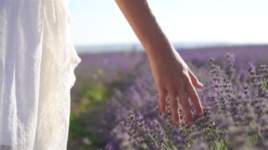 Açık havada menekşe lavanta tarlasında gün batımı