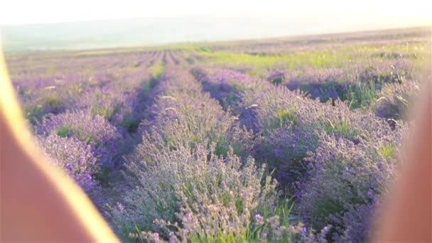 Meninas no campo de flores de lavanda ao pôr do sol em vestido branco — Vídeo de Stock