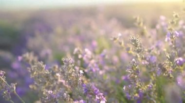 Açık havada menekşe lavanta tarlasında gün batımı