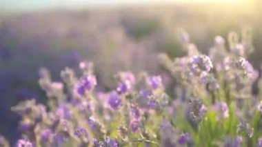 Açık havada menekşe lavanta tarlasında gün batımı