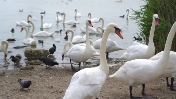 Красивые белые лебеди и утки на озере — стоковое видео
