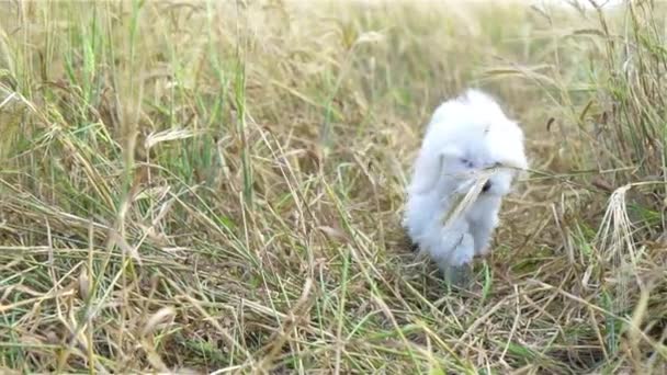 Cachorrinho branco ao ar livre na grama verde no quintal — Vídeo de Stock