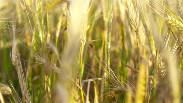 Goldenes Weizenfeld und sonniger Tag — Stockvideo