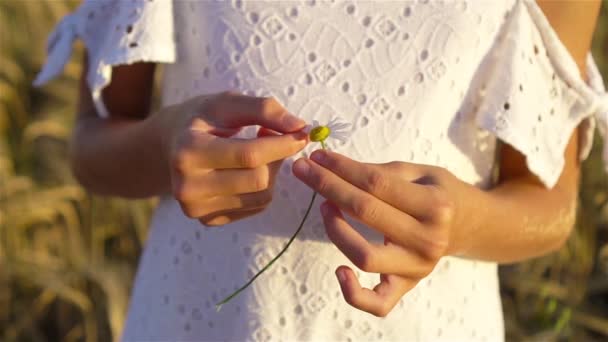 Hands holding a chamomile and tearing off a petal — Stock Video