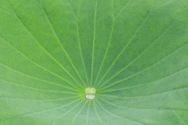 bir damla su lotus yaprağı üzerinde