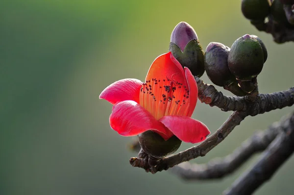 Kapok Fiore Ufficiale Fiori Guangzhou Kapok Primavera — Foto Stock