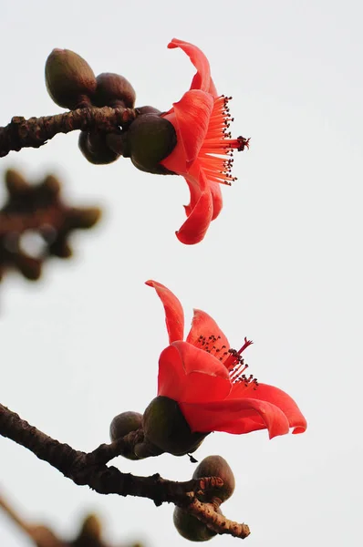 Kapok Ist Offizielle Blume Von Guangzhou Kapok Blume Blüte Frühling — Stockfoto