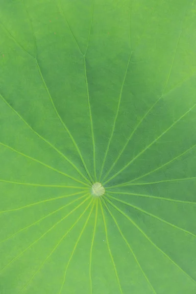 Una Gota Agua Hoja Loto — Foto de Stock