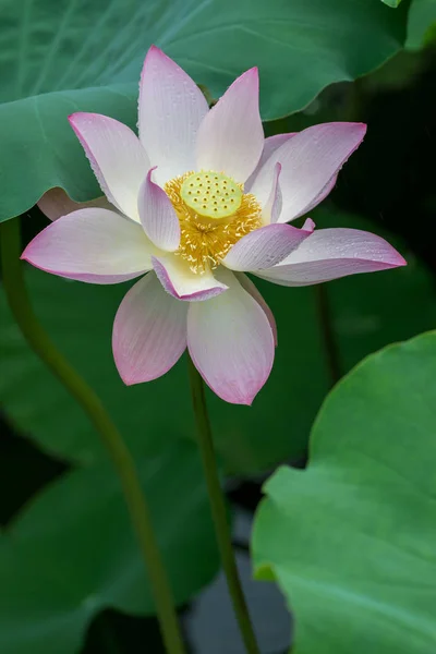 A bloom lotus flower on the pond.
