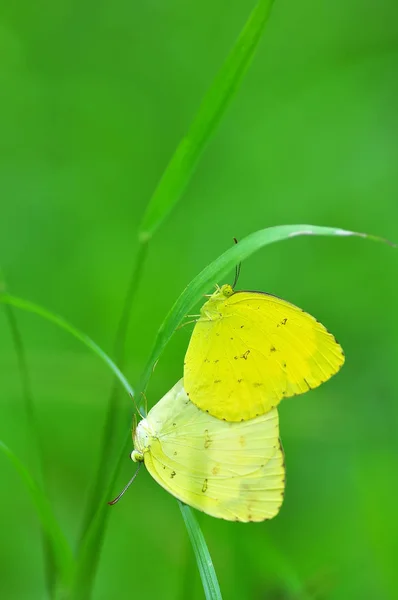 Due Farfalle Catopsilia Pomona Accoppiano — Foto Stock