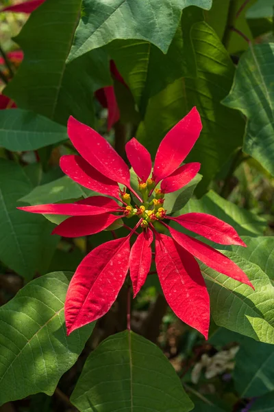 Roter Weihnachtsstern Euphorbia Pulcherrima — Stockfoto