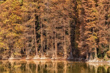 Güney Çin Botanik Bahçesi, Çin 'de sonbahar mevsiminde sonbahar ormanı ve göl