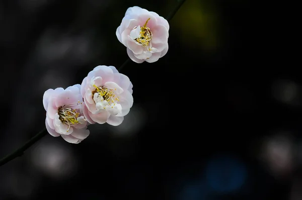 Kwitnące Różowe Kwiaty Śliwki — Zdjęcie stockowe