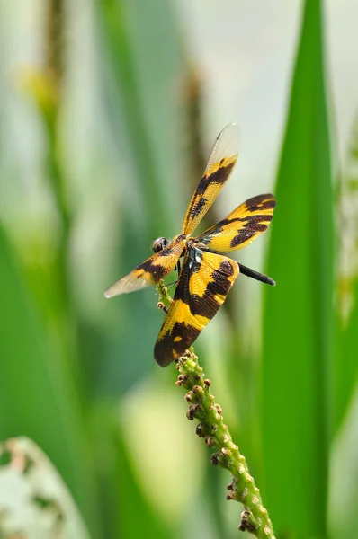 Eine Libelle Rhyothemis Variegata Arria Sitzt Auf Einem Blatt — Stockfoto