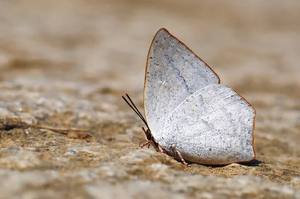 Μια Λευκή Πεταλούδα Curetis Acuta Moore Ακουμπισμένη Στην Πέτρινη Επιφάνεια — Φωτογραφία Αρχείου