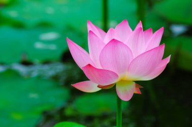 Çiçek açan pembe bir nilüfer çiçeği