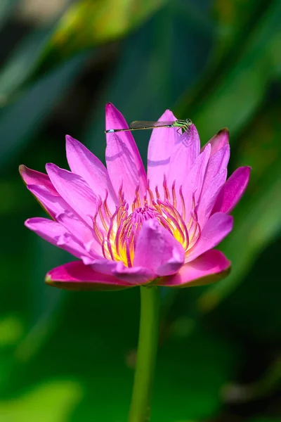 A blooming fuchsia water lily in the sun.One damselfly rest on it.