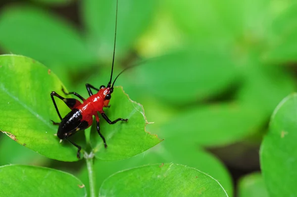 Insekt Katydid Eller Bush Cricket Stannar Bladet — Stockfoto