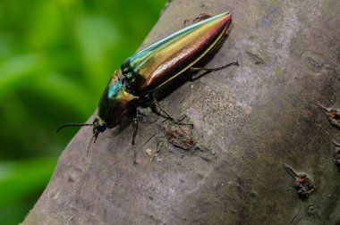 Bir ağaç gövdesi üzerinde bir böcek (Campsosternus auratus)