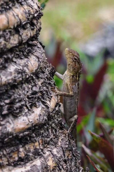Ještěrka Chameleon Skrývá Kmeni Stromu Barevně Podobná Okolním Předmětům — Stock fotografie