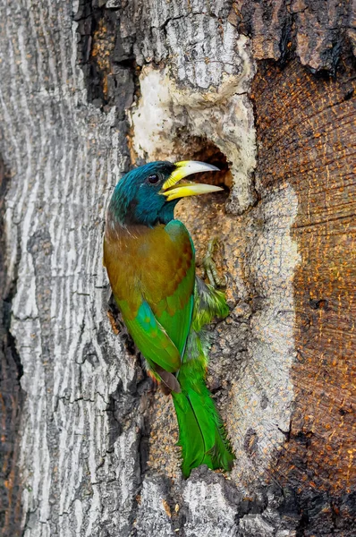 Pájaro Carpintero Megalaima Virens Busca Comida Tronco Árbol — Foto de Stock