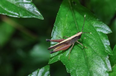 Yaprağın üzerinde bir böcek (çekirge)