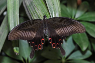 Bir kelebek (Papilio helenus) kanatlarını açar ve yaprağın üzerinde durur.