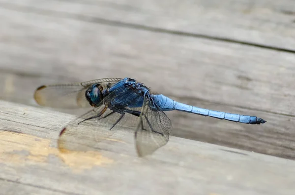 Uma Libélula Azul Orthetrum Glaucum Brauer Fica Madeira — Fotografia de Stock