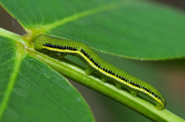 A green larva crawls on a leaf
