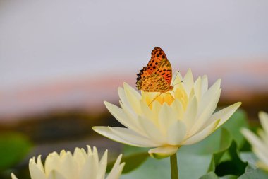 Bir kelebek (Argynnis hyperbius) sarı nilüfer çiçeğinin nektarını toplar.