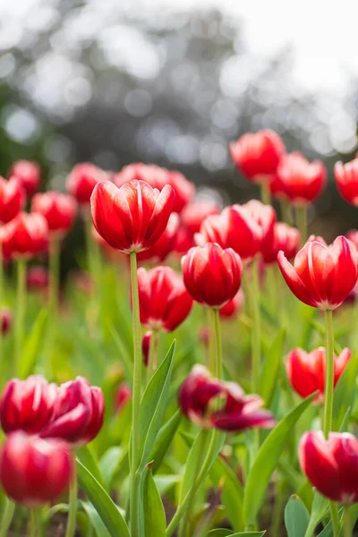 Røde Tulipanblomster Solen – stockfoto