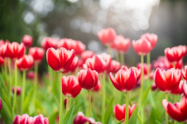 Røde Tulipanblomster Solen – stockfoto