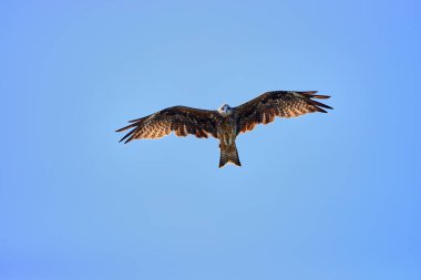 Mavi gökyüzünde uçan siyah kulaklı uçurtma (Milvus migrans lineatus)