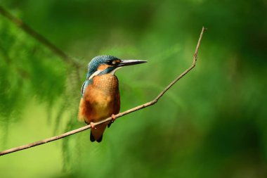 Bir balıkçı dalda kalır