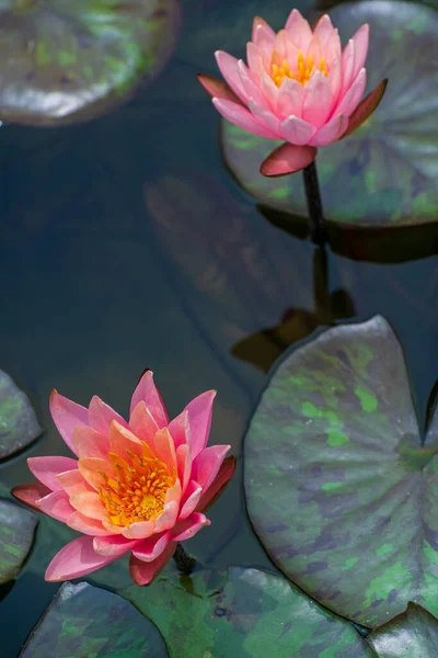 Two Pink Waterlilies Blooming Pond — Stock Photo, Image