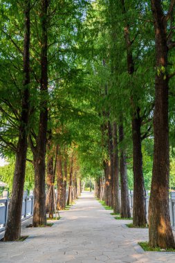 Parktaki ağaçlar arasındaki patika