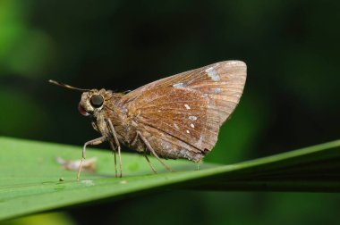 Yaprağın üzerinde dinlenen bir kelebek (Parnara guttata).