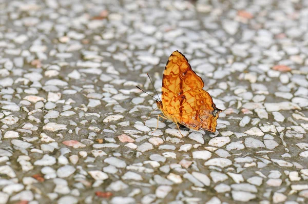 Motýl Symbrenthia Liaea Zůstává Kamenné Podlaze — Stock fotografie
