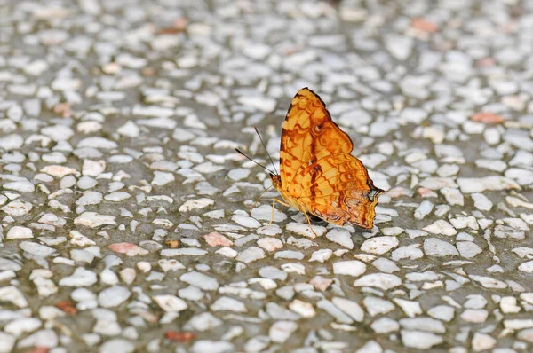 一只蝴蝶 Symbrenthia Liaea 停在石板地板上 — 图库照片