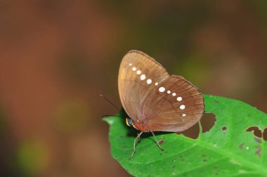 Bir yaprağın üzerinde bir kelebeğin (Faunis eumeus) yakın çekimi