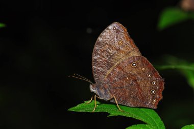 Bir yaprağın üzerinde bir kelebeğin (Melanitis leda) yakın çekimi