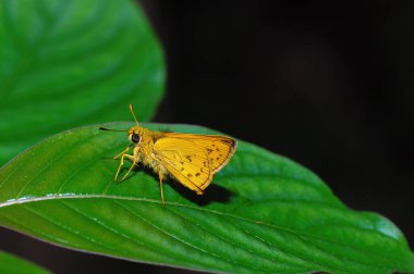Yaprağın üzerinde bir kelebeğin (Potanthus Konfüçyüs Felder) yakın çekimi