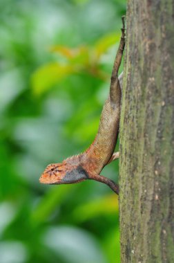Bir ağaç gövdesinde bir kertenkelenin (bukalemun) yakın çekimi