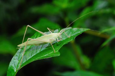 Bir böcek (katydid veya Bush Cricket) yaprağın üzerinde kalır