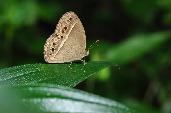 Close Uma Borboleta Mycalesis Mineus Uma Folha — Fotografia de Stock