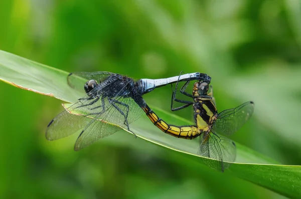 Two Dragonflies Orthetrum Glaucum Brauer Mating Leaf — Stock Photo, Image