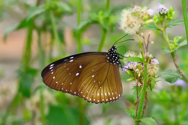Gros Plan Papillon Euploea Midamus Récoltant Nectar — Photo